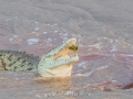 Samburu-Croc-7