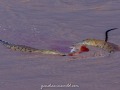 Samburu-Croc-9