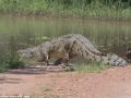 South-Luangwa-2-5