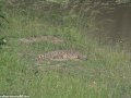 South-Luangwa-3-2-8