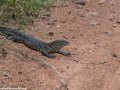 South-Luangwa-4-1-17