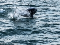 Dolphins-5