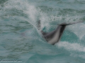 Dolphins-58