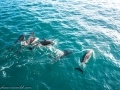 Dolphins-7