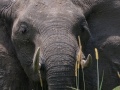 South-Luangwa-2-21