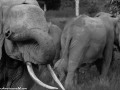 South-Luangwa-3-1-3