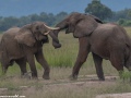 South-Luangwa-4-1-12