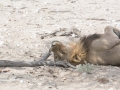 Etosha2-18