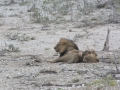 Etosha2-20