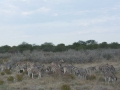 Etosha2-44