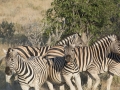 Etosha2-49