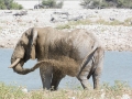 Etosha2-5