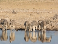Etosha2-59