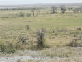 Etosha2-94