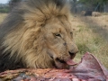 Lion Feeding-10