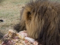 Lion Feeding-100