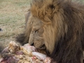 Lion Feeding-101