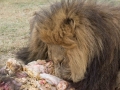 Lion Feeding-102