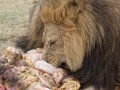 Lion Feeding-103