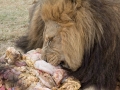Lion Feeding-104