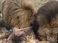 Lion Feeding-118