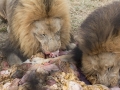 Lion Feeding-119