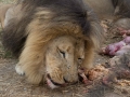 Lion Feeding-138
