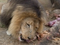 Lion Feeding-139