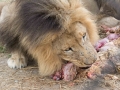 Lion Feeding-140