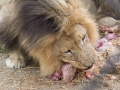 Lion Feeding-141
