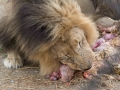 Lion Feeding-142