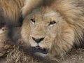 Lion Feeding-152