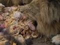 Lion Feeding-161