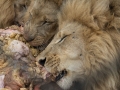 Lion Feeding-163