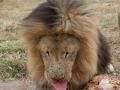 Lion Feeding-190