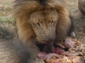 Lion Feeding-191