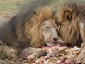Lion Feeding-193
