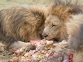 Lion Feeding-197