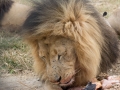 Lion Feeding-200
