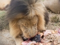 Lion Feeding-201