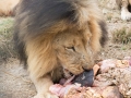 Lion Feeding-202