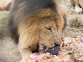 Lion Feeding-203