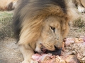 Lion Feeding-204