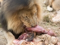 Lion Feeding-253