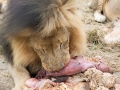 Lion Feeding-254