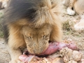 Lion Feeding-255