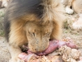 Lion Feeding-256