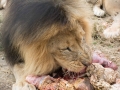 Lion Feeding-257