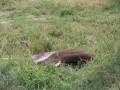 Lion Feeding-294