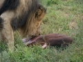 Lion Feeding-295